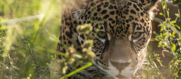 GEF SGP story: A Giant Leap. Jaguar at San Alonso, Argentina. Photo: Rafael Abuin/Rewilding Argentina