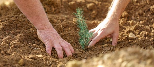 Close up two hands planting tree
