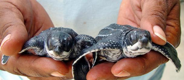 A group of juvenile leatherback turtles ready for release. Photo: iStock