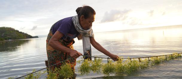 Woman harvests seaweed