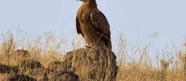 Steppe Eagle. Photo: Vivek Joshi/Pexels