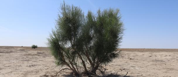 Sparse desert landscape with a single bush under a clear blue sky.