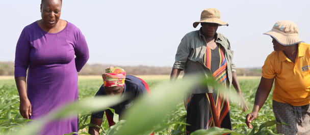 Group of farmers in a sunlit field examining crops; woman in purple dress, two others in hats.
