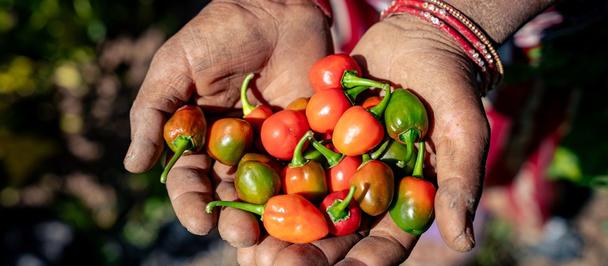 Hands cupping colorful cherry tomatoes outdoors in sunlight.
