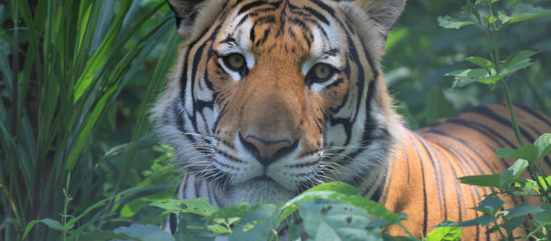Tiger with orange fur and black stripes peeks through dense green foliage.