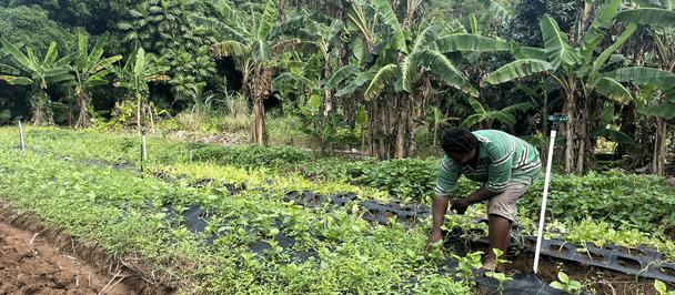 Farmer in green shirt tending seedlings in a plastic-covered field, palm trees in back.