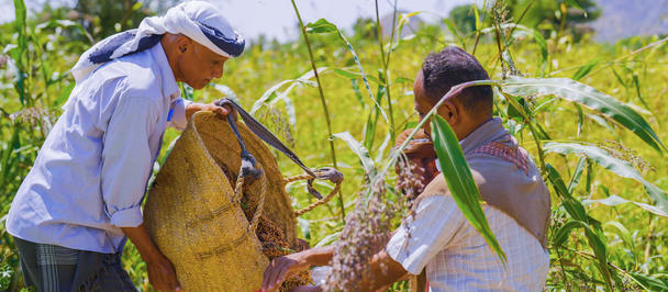Two farmers harvesting corn in a sunlit field; one wearing a hat beside a basket.