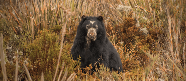 Black-furred primate with a mane standing in tall dry grass.