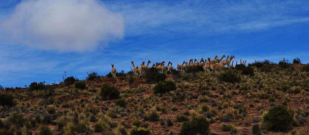 Vicuñas along the Andes hillside ridge with scrubby brush under a blue sky.