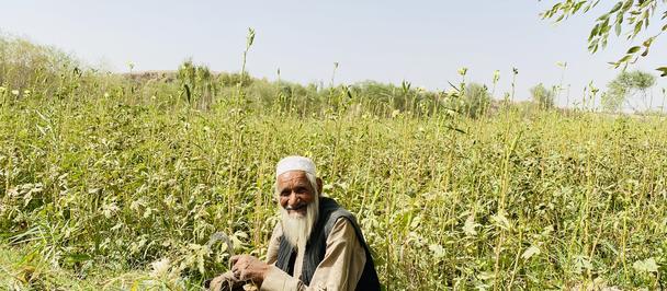 Older man with a white beard sits in a sunlit field of green crops.