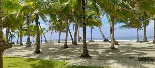 Photograph of a tropical beach with tall palm trees, sandy foreground, and blue ocean.