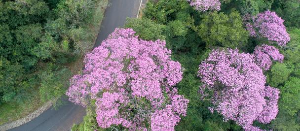 Aerial photograph of a winding road through a green forest with pink flowering trees in bloom.