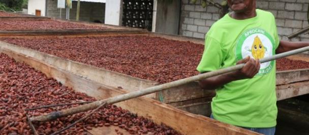 Photograph of a smiling man in a bright green shirt beside drying cacao beans on wooden trays.