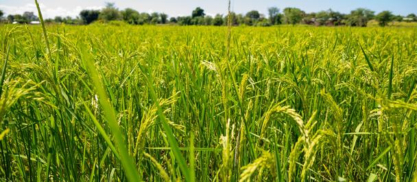 Lush green grain field under a bright blue sky with distant trees.