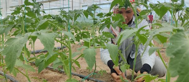 Gardener kneels among tomato plants in a greenhouse.