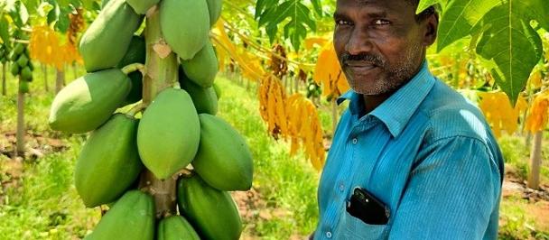 Photograph of a man in a blue shirt inspecting green mangoes on a tree in a sunny orchard.