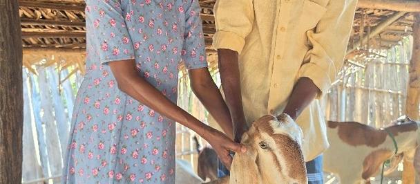 Photograph of a smiling couple under a thatched roof, with a light brown goat between them.