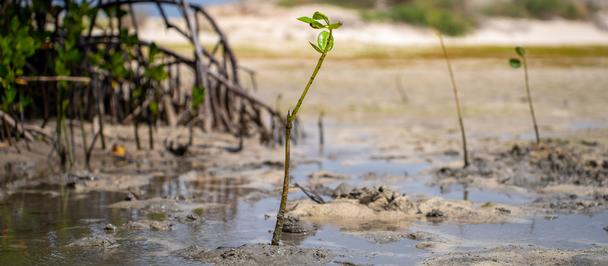 Young green seedling grows in muddy tidal flats beside rusty fencing; blurred sandy background.