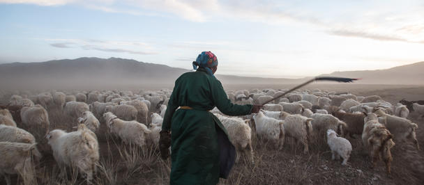 PHOTO ONE TIME USAGE FOR STORY ONLY: Goats in Bayangovi Aimag, Bajanhongor province. Photo: © Beniamino Pisati. All photos courtesy of Beniamino Pisati