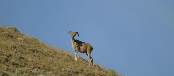 Goat standing on a dry, grassy hillside beneath a clear blue sky.