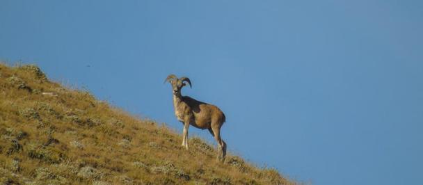Lone goat standing on a grassy hillside under a clear blue sky.