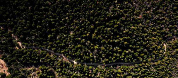 The dense forests of Bredhi i Hotovës-Dangëlli