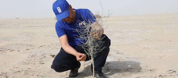 Photo: person in blue cap and shirt kneels in desert, planting a small sapling.