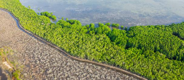 UNDP-Cambodia-2020-mangrove-49663909238.jpg