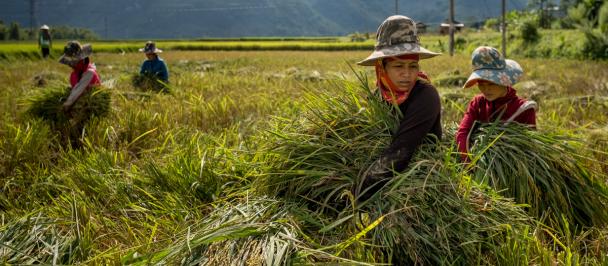UNDP-Vietnam-2018-rice-farming-DSCF0887.jpg