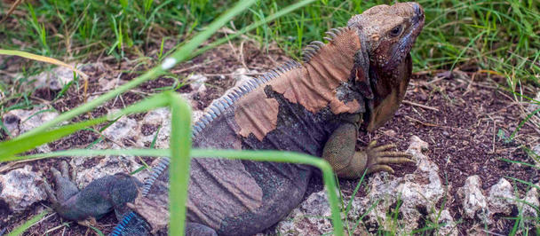UNDP-Jamaica-2019-iguana-2.jpg