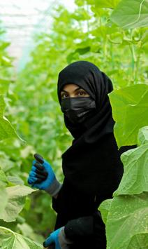 Photograph of a person in a black hijab and blue gloves standing among large green plants.