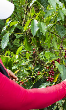 Woman in a pink long-sleeve shirt and white cap picking red berries from a leafy shrub.