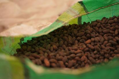 Close-up of a partially open green bag filled with dark, roasted cocoa beans.