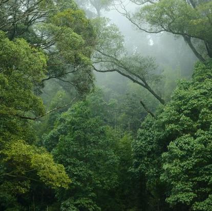 Photo of a mist-covered green forest with dense trees and foliage.
