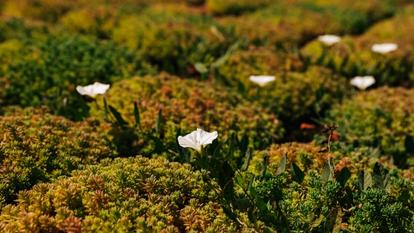 Field of low-growing green-yellow ground cover with scattered white flowers.