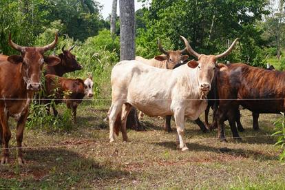 Photograph of light tan and brown cows in a grassy, tree-filled pasture.