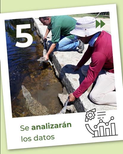 expertos en acciones de conservación del cocodrilo cubano