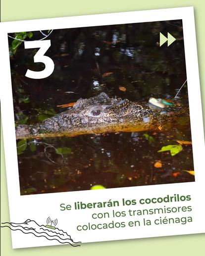 Video frame of a Cuban crocodile in swamp water; slide 3 with a play button.