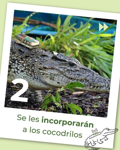 Cuban crocodile on rocky ground with greenery; page 2 overlay, play button, and Spanish caption.