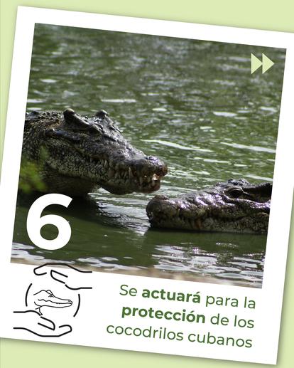 Poster showing two Cuban crocodiles in green water, large 6, with Spanish protection slogan and logo.