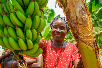 Person in red shirt with blurred face beside a massive green banana bunch in a tropical setting.