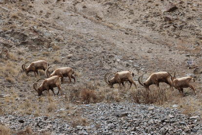 A small herd of wildebeest walking across a dry, rocky hillside.