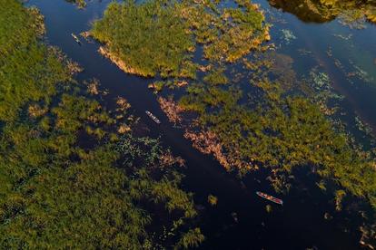 Aerial view of a swampy wetland with green and brown vegetation on dark water.