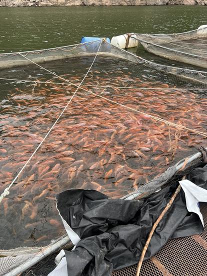 Tilapias para venta