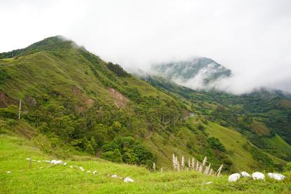 Lush green hills roll toward misty mountains under a cloudy sky, with white flowers in the foreground.