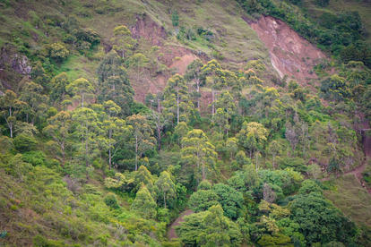 Sloping hillside densely forested with green trees and patches of bare brown soil.