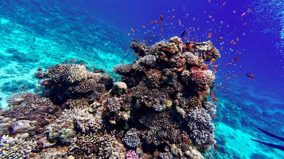 Colorful coral reef beneath clear blue ocean water.