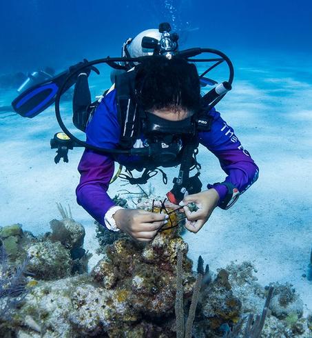 A diver examining coral formations on the ocean floor, vibrant blue waters in the background.