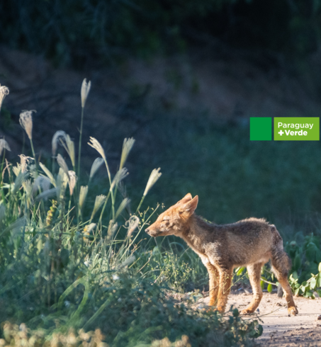 Wild canid, likely a jackal, stands on a sandy path beside tall grasses.