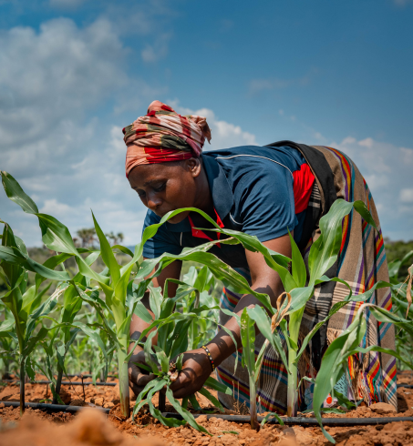Photograph of a farmer crouching among young corn plants in a field.